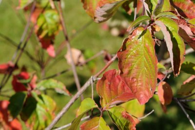 Cornus nuttalii - dřín nuttallův - list